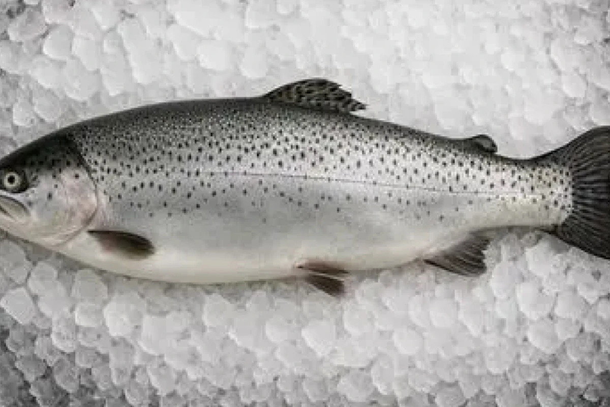 [[Farel balıqlarının]] qiyməti bahalaşdı