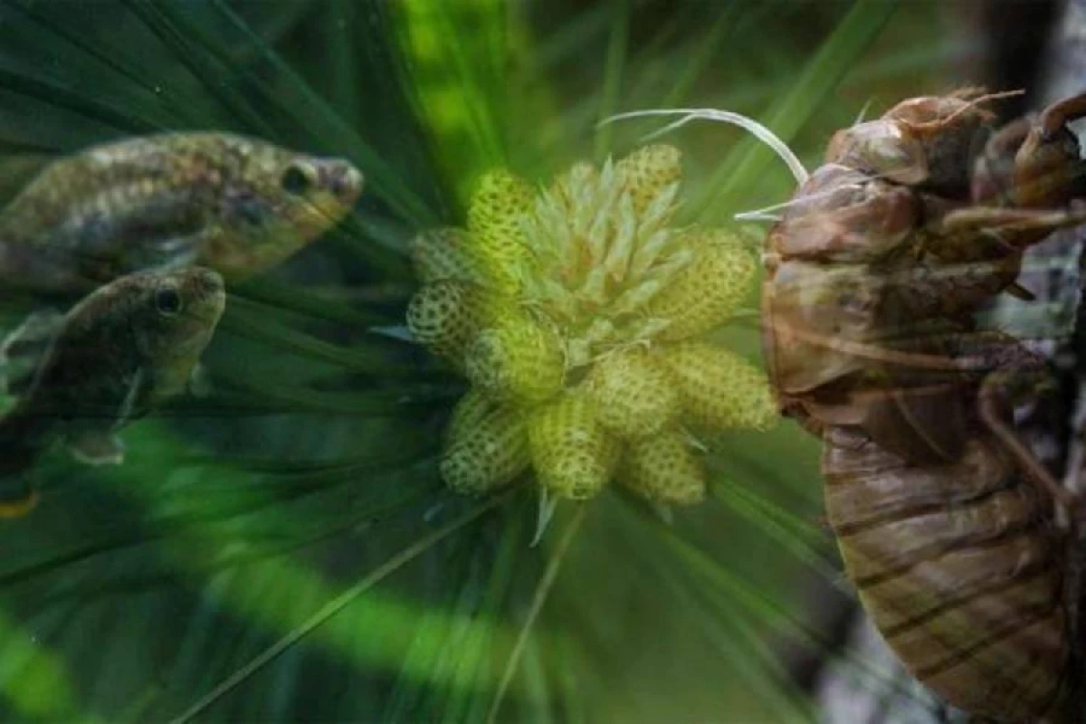 [[Həşəratlar]] stressli bitkilərdən qaçır