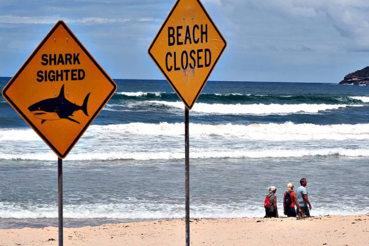 Avstraliyada iki gün ərzində [[dörd köpəkbalığı hücumu]] qeydə alındı