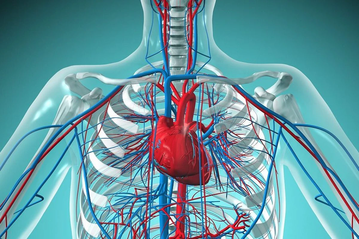 Ürək və damar xəstəlikləri riskini artıran qidalar [[hansılardır?]]