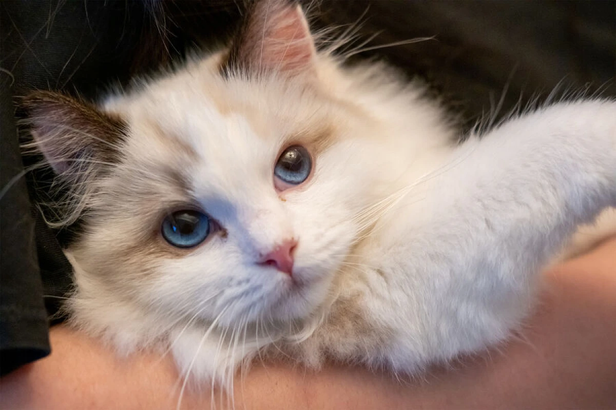 Yaponiyada [[pişiklərin ömrünü uzadan]] yeni dərman hazırlandı