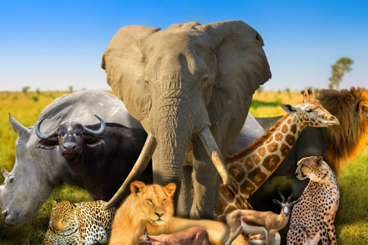 Bəzi heyvanlar [["cavanlaşa" bilir]]