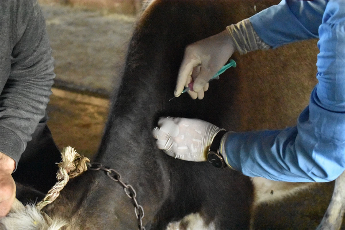 [[AXA:]] Peyvəndləmə tədbirlərinə başlanıldı