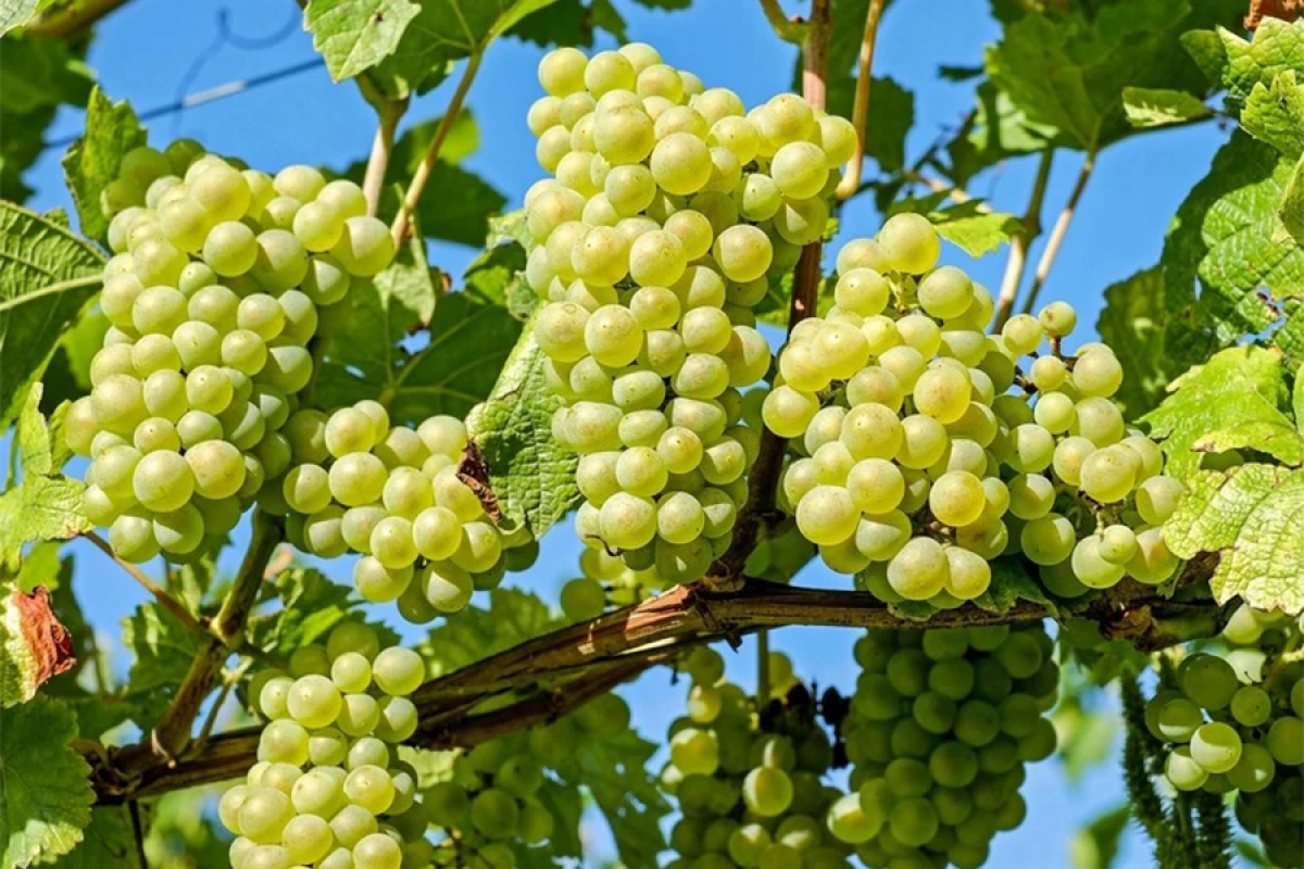 Azərbaycan Pakistana [[üzüm tədarük etməyə]] başladı