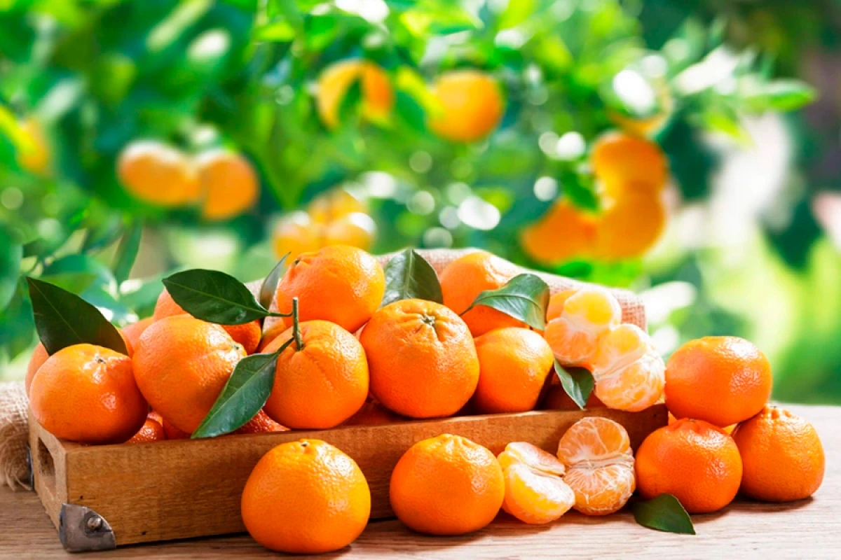 Azərbaycan Belarusa [[mandarin ixracını]] bərpa etdi