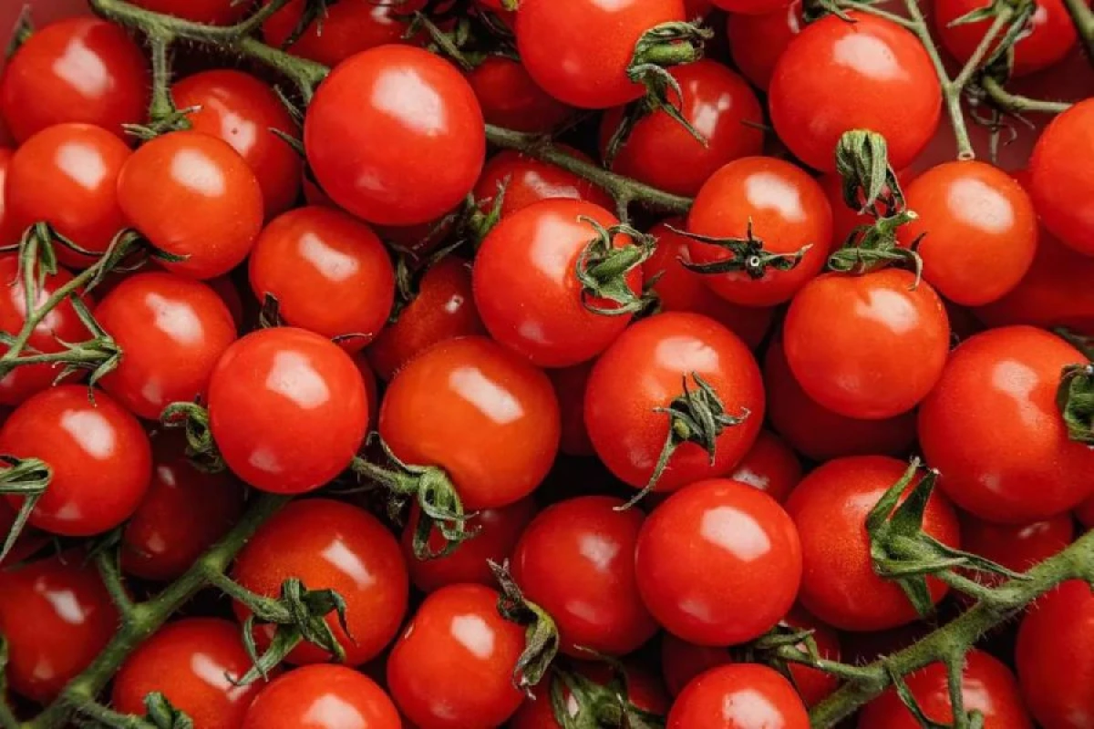 Qarğıdalı qoxulu pomidor [[hazırlandı]]