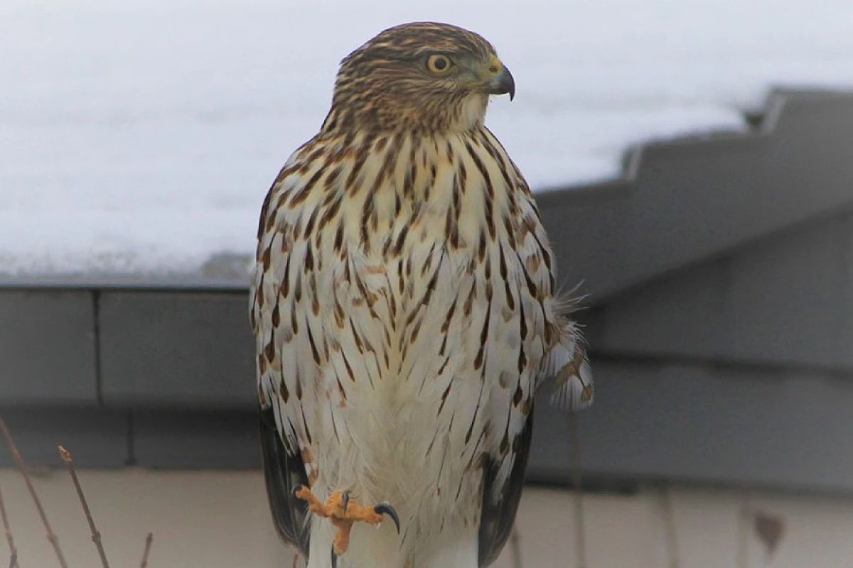 Şahinə spirtli içki verən şəxsə [[hökm oxundu]]