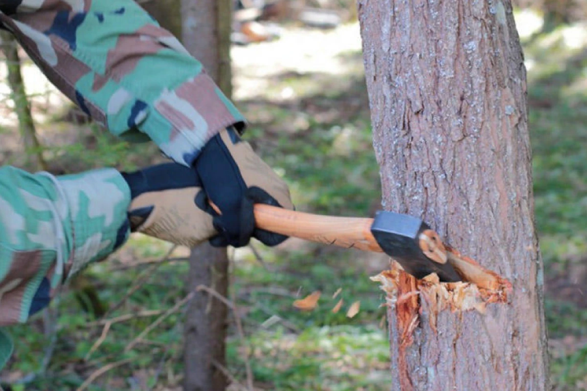 Təbiətə [[63 min manatdan çox ziyan]] vurdular