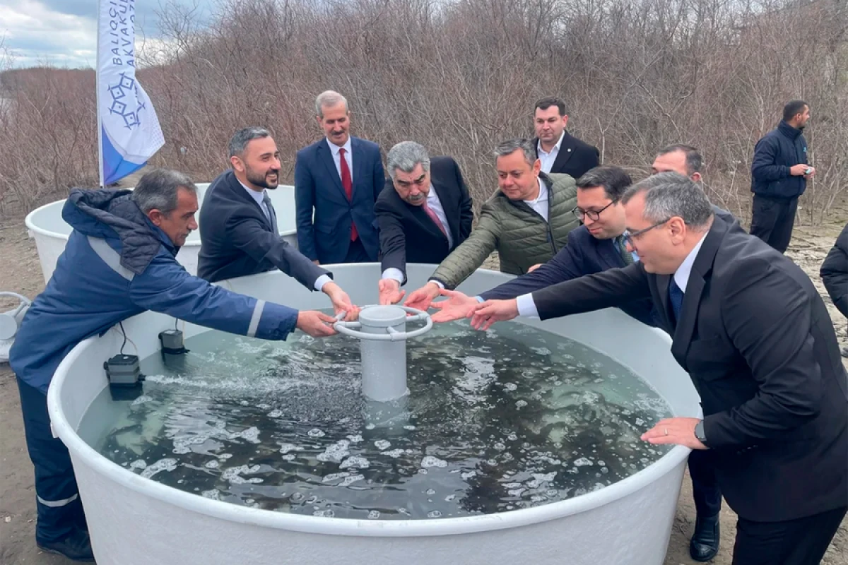 Kür çayına [[4 000 ədəd çəkikimi balıq]] körpələri buraxıldı