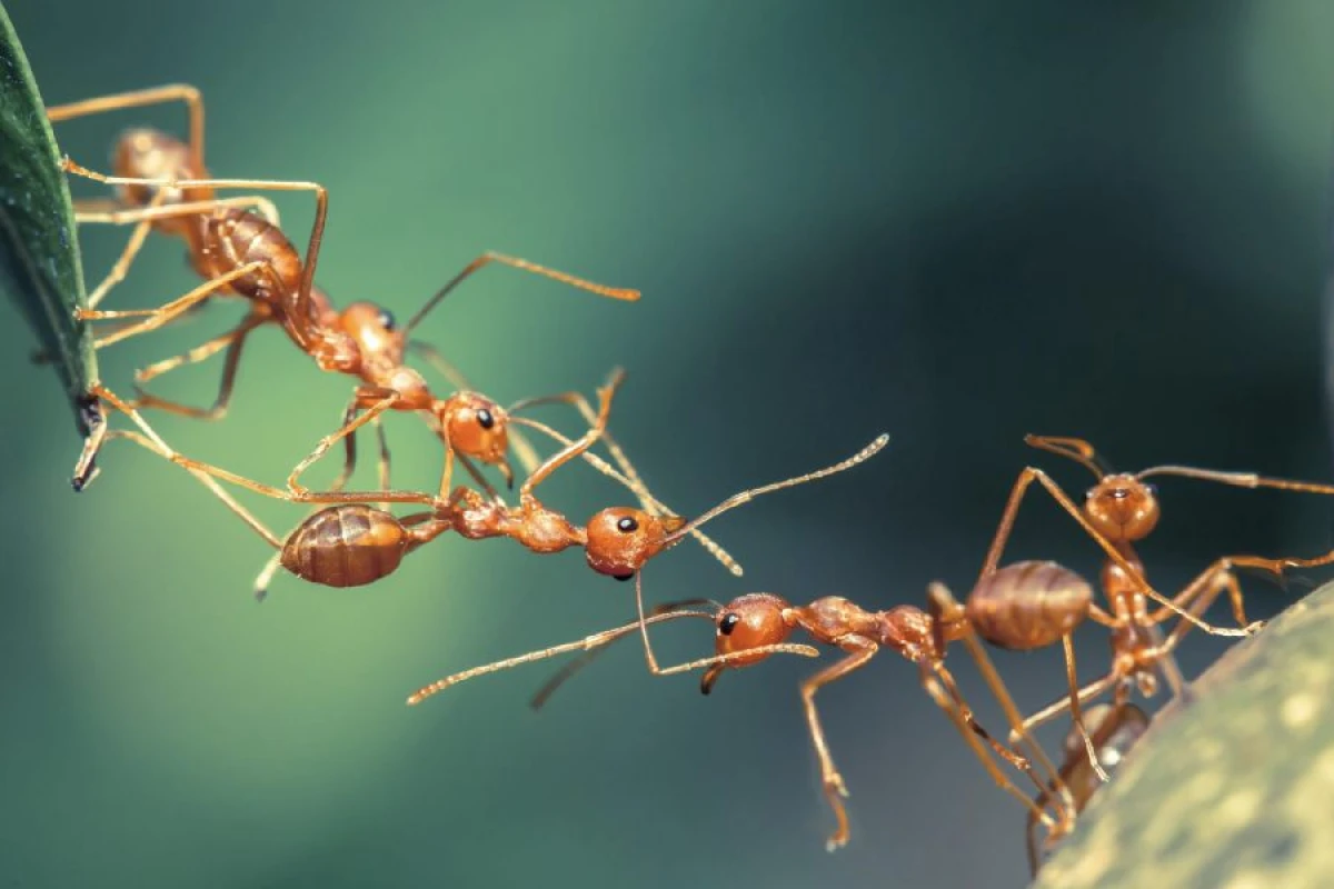 Qarışqa oğurlayan şəxs [[saxlanıldı]]