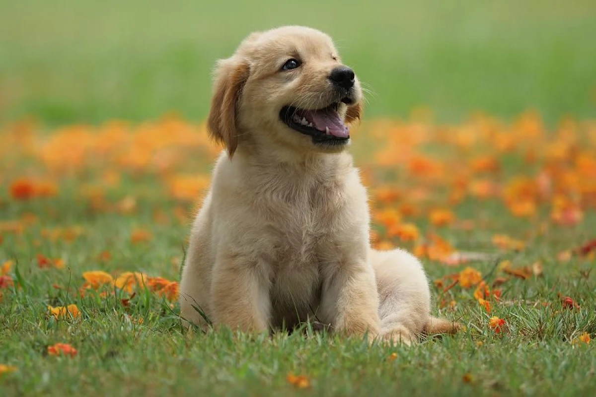 Yazda itlər üçün [[təhlükə artır]]