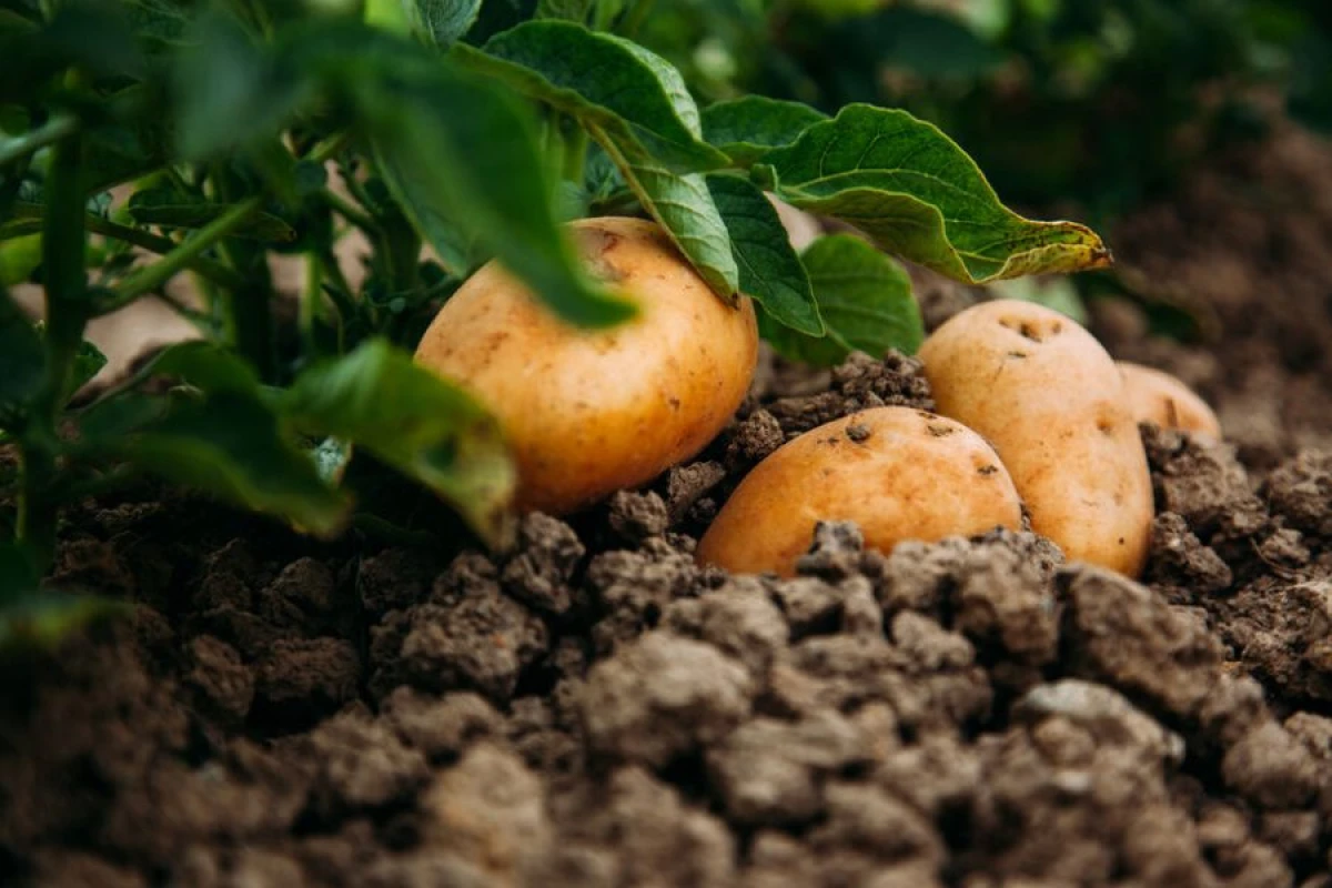 Ay torpağında [[kartof yetişdirilə bilər]]