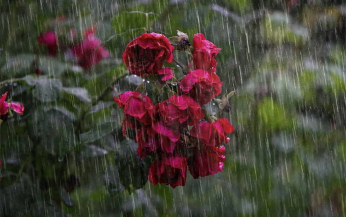 Yağıntılı hava şəraiti müşahidə olunur [[- FAKTİKİ HAVA]]