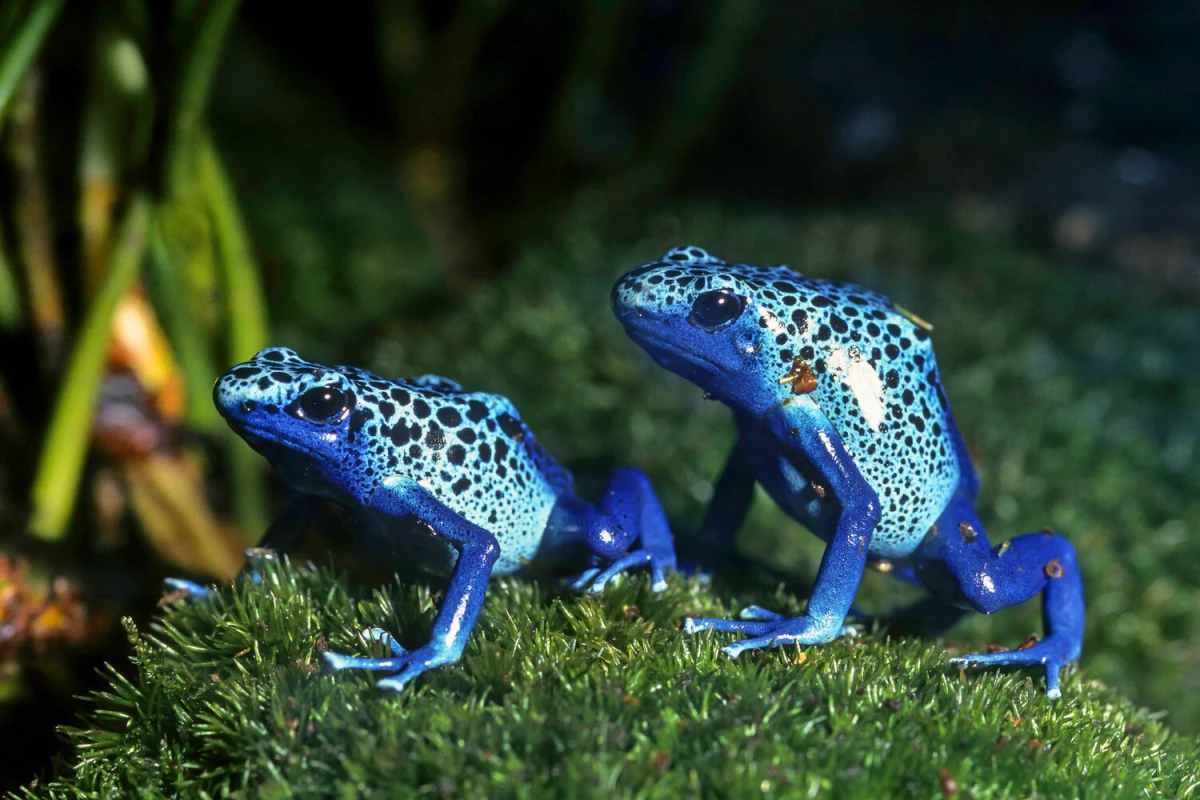 Ölkəyə qurbağa gətirdi, [[500.000 dollar cərimə olundu]]