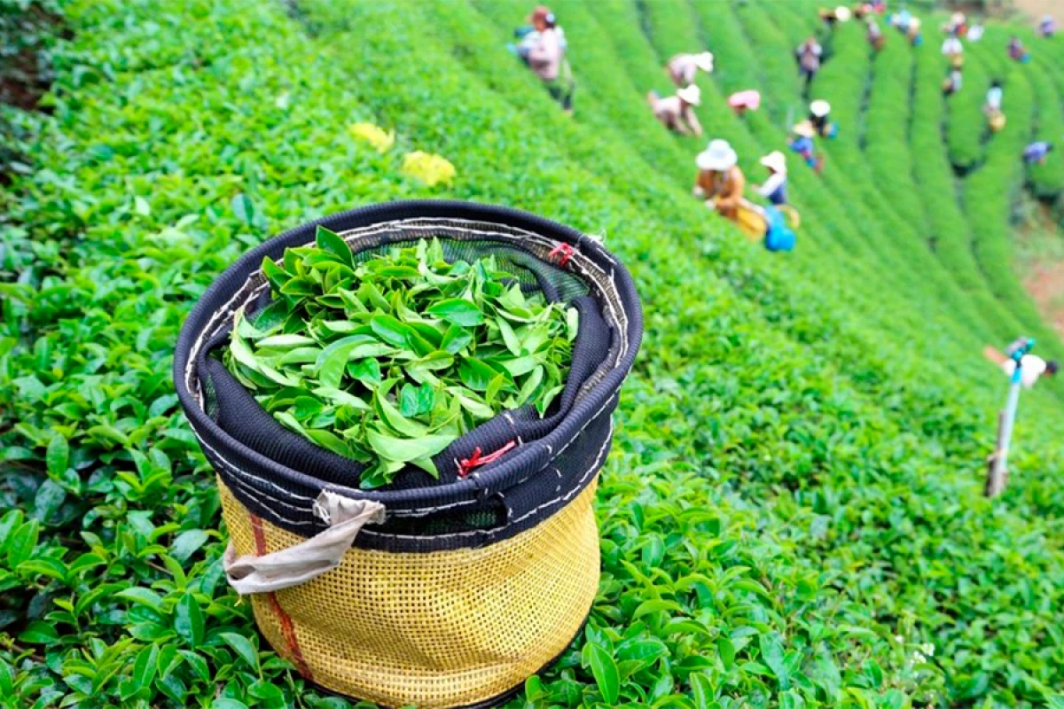 Çay istehsalı [[6 %-dən çox]] artdı