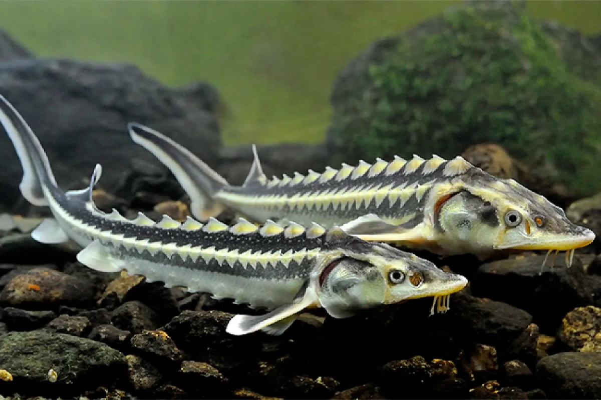 [[Azərbaycana qızıldan bahalı balıq növü idxal olunur -]] Qiymətlər necə olacaq?