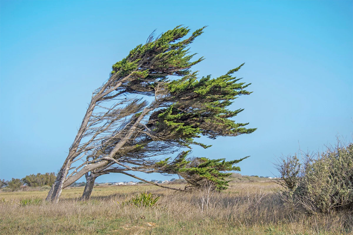 Bəzi yerlərdə külək güclənəcək [[- XƏBƏRDARLIQ]]
