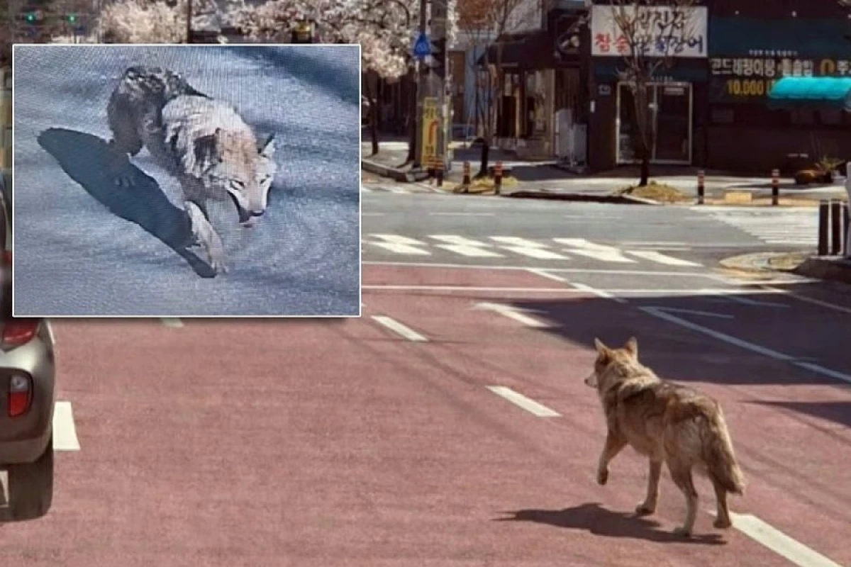Zooparkdan qaçan canavar üçün [[geniş axtarış aparılır]]