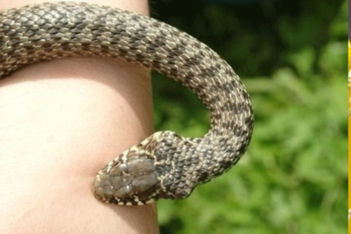 [[Hindistansa ilan vuran]] uşağı 12 saat çayda saxladılar