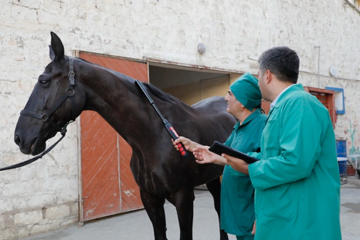 At xəstəlikləri üzrə [[epizootoloji monitorinqlər]] keçiriləcək