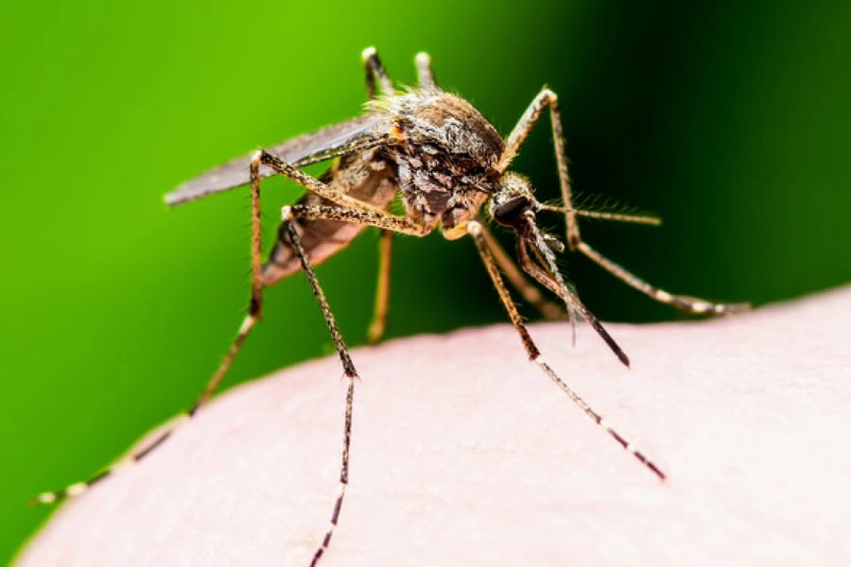 İslandiyada ilk dəfə ağcaqanadlar aşkarlandı [[– TƏHLÜKƏ]]