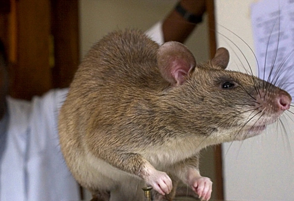 Tanınmış  markanın körpə qidasında [[siçovul zəhəri]] tapıldı