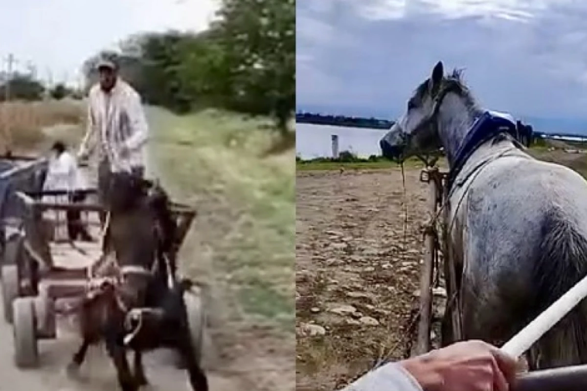 Masallıda atlara işgəncə edən şəxs cəzalandırıldı - [[VİDEO]]