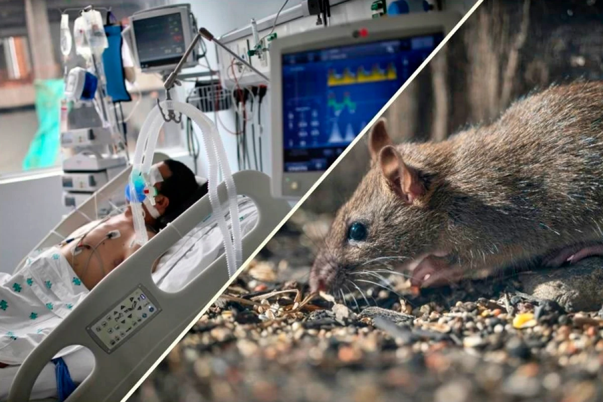 Qorxulu ssenari başlayır? [[Hantavirus İspaniyaya çatdı]]