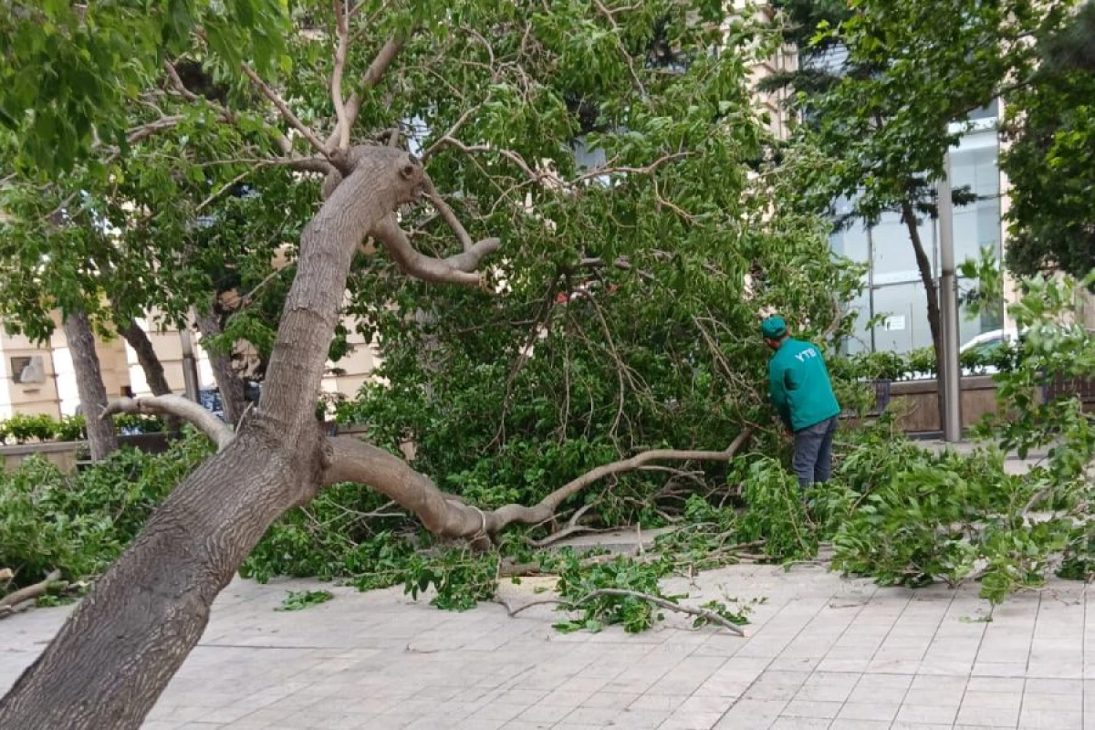 Güclü külək Bakıda ağacları sındırdı