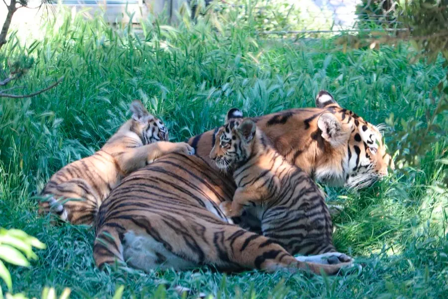Bakı Zooloji Parkında Amur pələngi balaları dünyaya gəldi