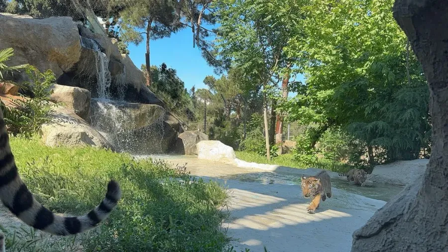 Bakı Zooloji Parkında Amur pələngi balaları dünyaya gəldi — 1