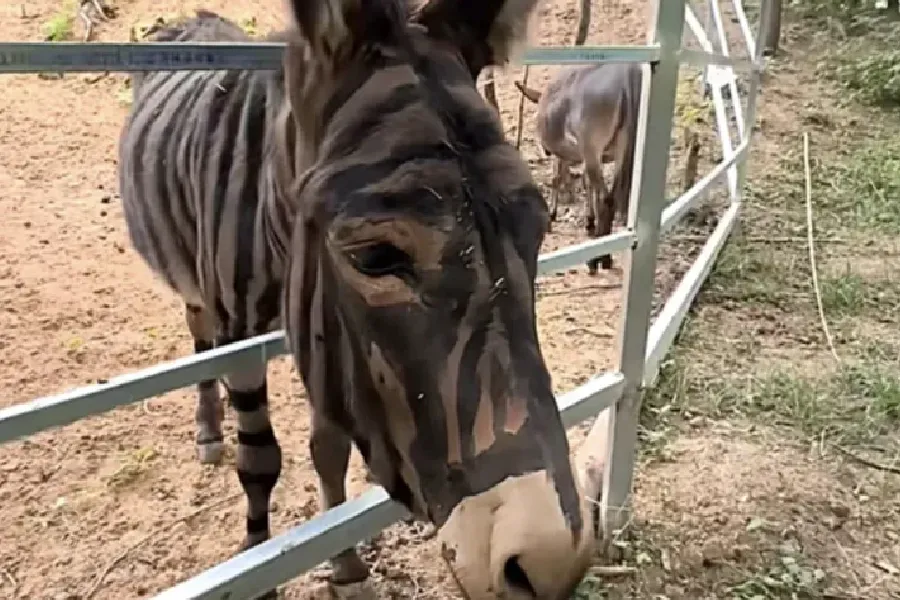 Çin zooparkında uzunqulağı boyayıb zebra kimi təqdim etdilər