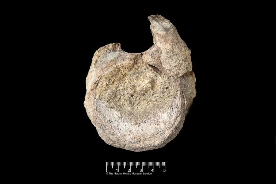 40 il sonra sirr açıldı: Antarktidada tapılan fosilin dinozavra aid olduğu məlum oldu