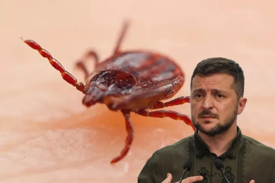 Zelenski “gənə”yə bənzədildi