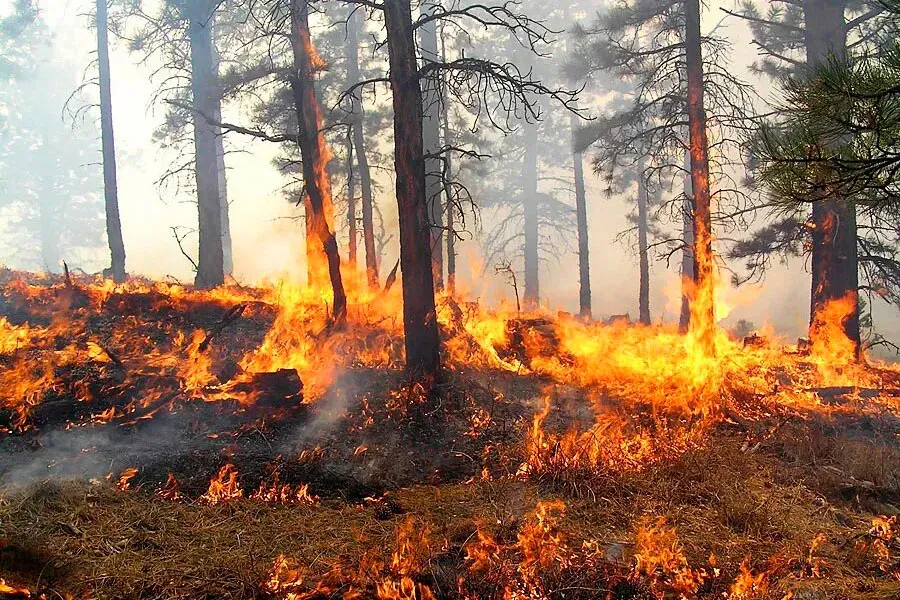 Albania reports 34 wildfires in 24 hours